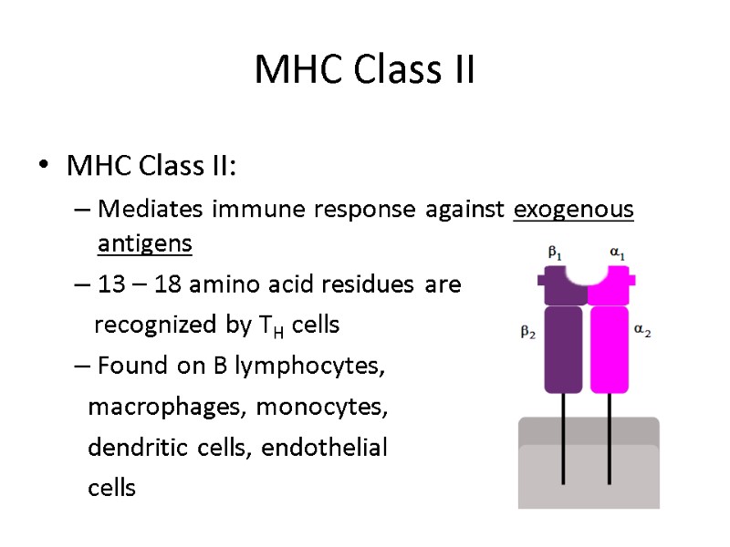 MHC Class II MHC Class II: Mediates immune response against exogenous antigens 13 –